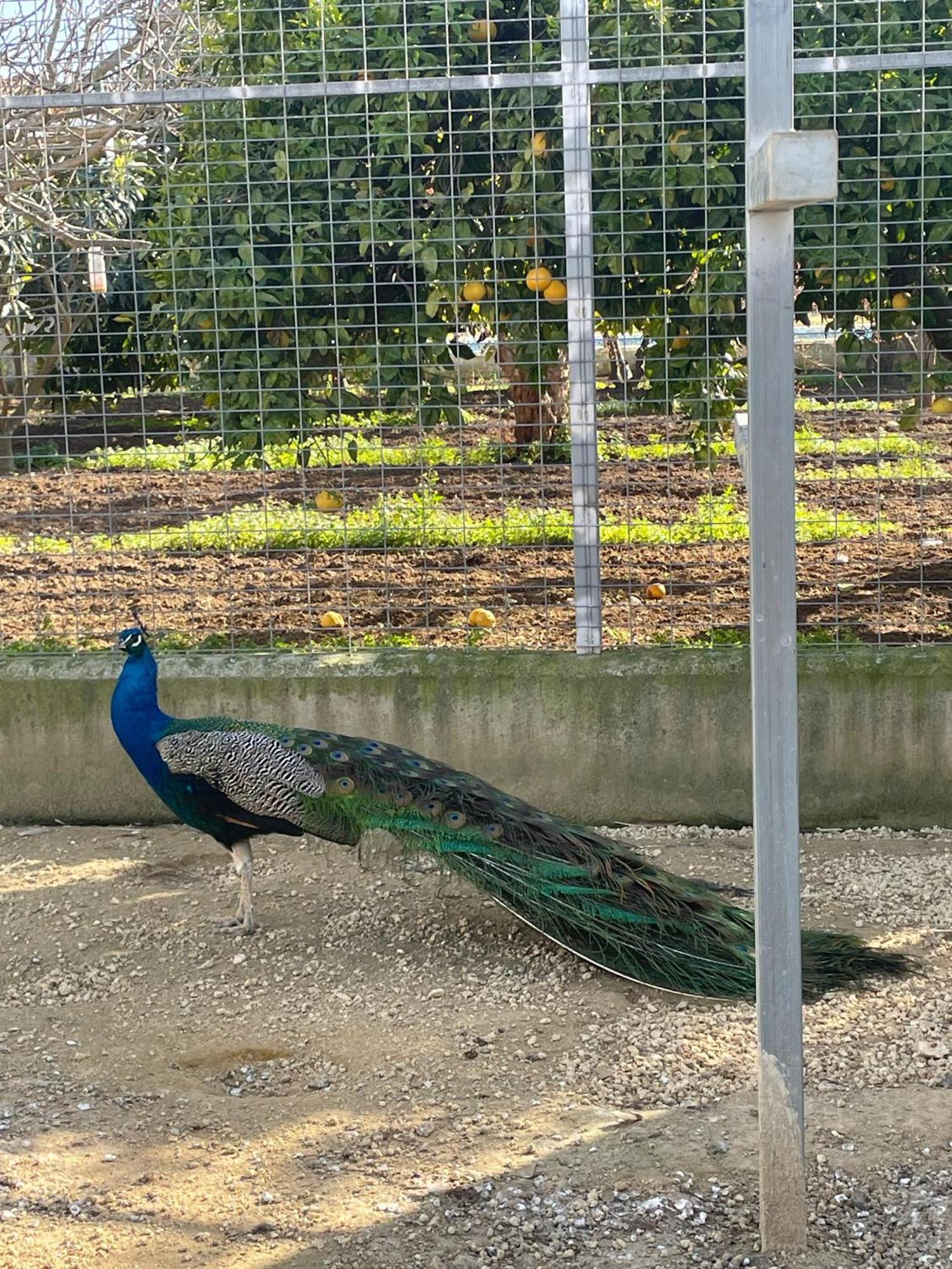 Finca La Tacita - Jazmin Conil De La Frontera Esterno foto